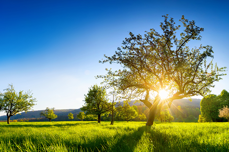 Prato verde con alberi e raggi di sole che brillano attraverso i rami di un albero