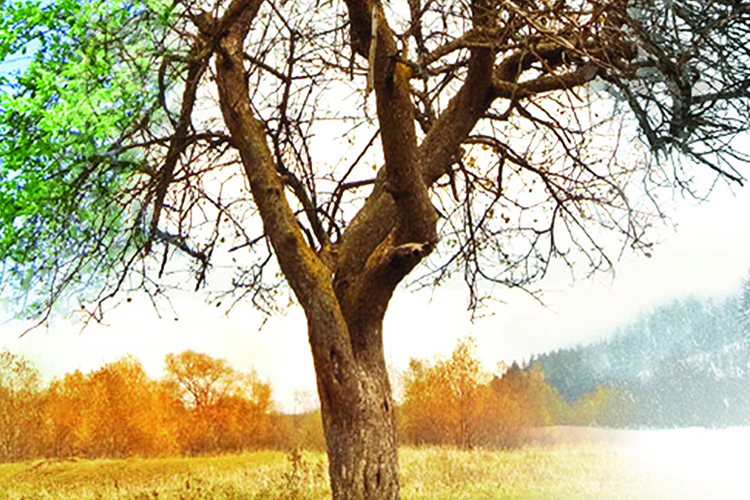 Paesaggio con colorazioni stagionali che vanno da primavera a inverno